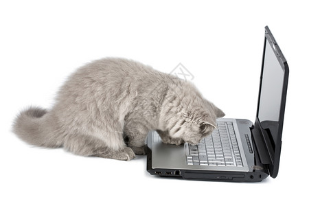 灰色电脑分离的英属小猫和笔记本电脑背景