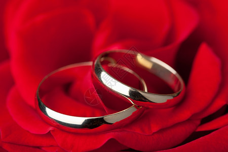 红玫瑰的金婚戒指图片