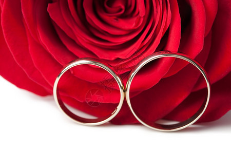 金结婚戒指和红玫瑰图片