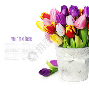 白色背景上的新春郁金花带样本文图片