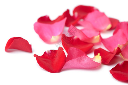 孤立的红玫瑰花瓣和图片