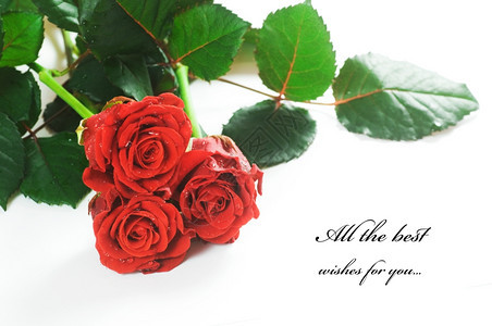 白色背景的红新玫瑰您的文本空间图片