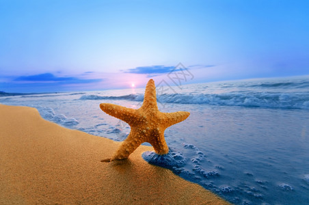 海星在沙滩上夏天图片