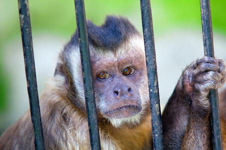 关在牢里的猴子物种CebusApella能力概念等图片