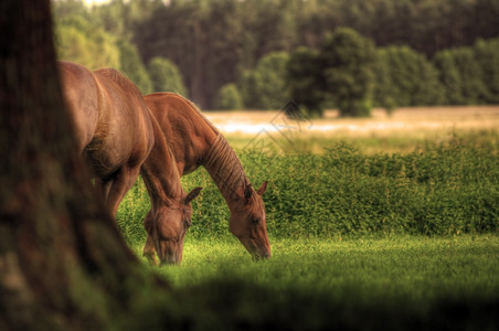 田野上美丽的马匹野生动物图片