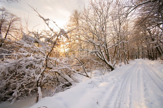 冬季森林大量的积雪图片