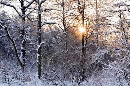 冬季森林日落大量积雪图片