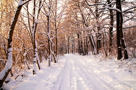 冬季森林的积雪图片