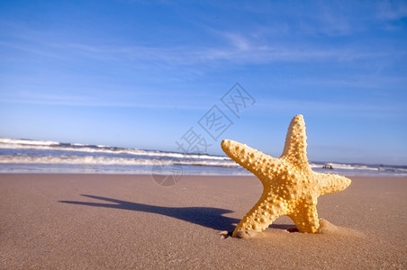 海星在夏日阳光明媚的沙滩上旅行假期概念图片