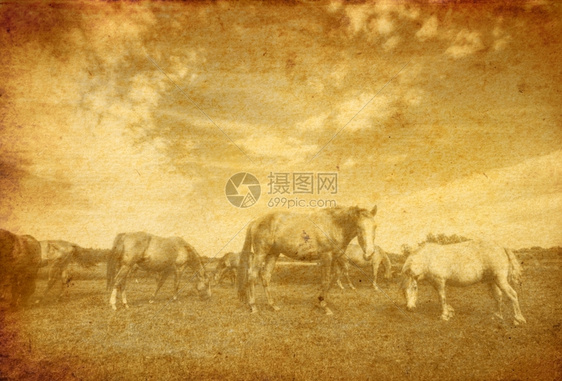 长着老旧的纸上马匹的地貌景观图片