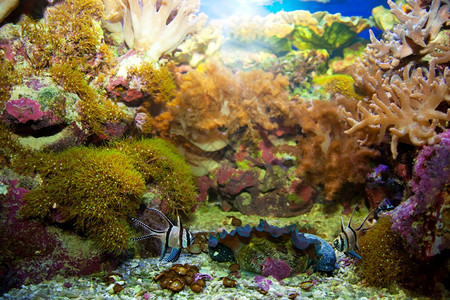珊瑚礁鱼类海洋中的多彩植物图片