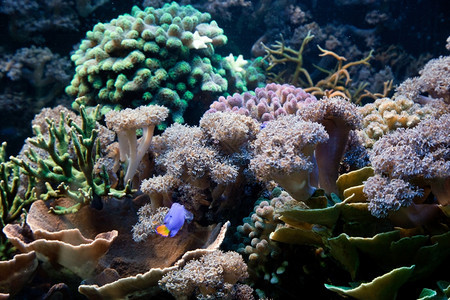 水下生物鱼类海洋珊瑚礁图片