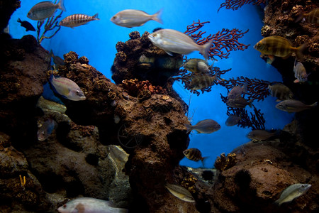 水族馆下风景鱼类珊瑚礁图片