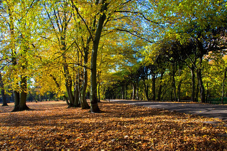公园秋天的落叶图片