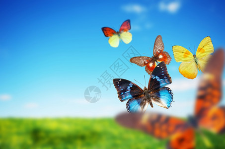 蝴蝶春田一群花朵多彩的蝴蝶生长在夏季草原上图片