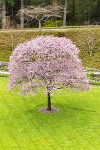 院子中心全盛开的樱桃树底绿色常青图片