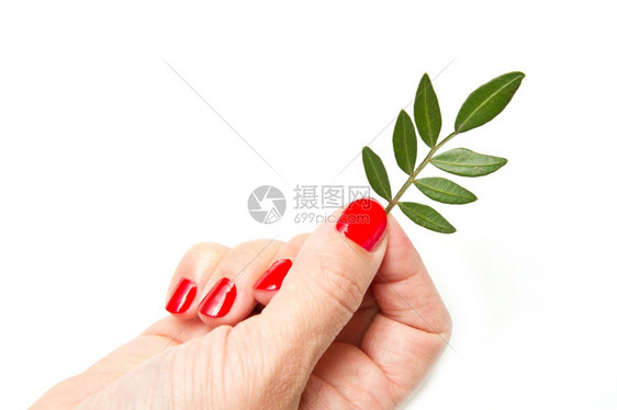 妇女用红色修指甲和绿叶的手图片