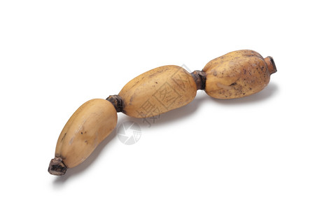 莲花根白色背景上的新鲜莲图根背景