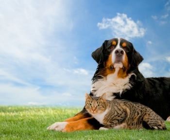 狗和猫一起在草地上阳光明媚的春天和蓝上图片