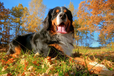 一个快乐的伯恩斯山狗躺在草地上阳光明媚的秋天图片