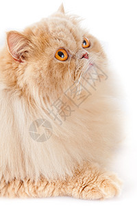 波斯猫肖像图片