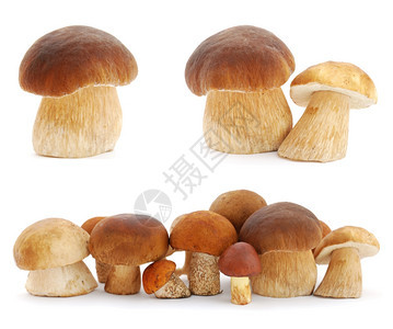 蘑菇白色背景隔离的蘑菇图片