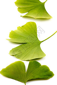 Ginkgobiloba木卫一biloba图片