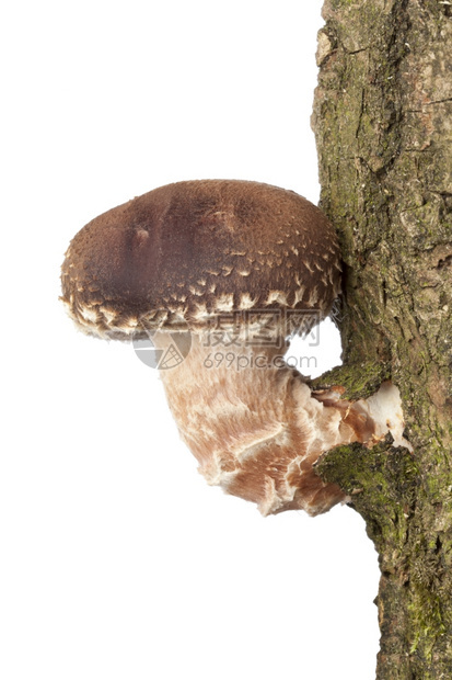 一只在棵树上生长的芝麻蘑菇紧贴白色背景的树上图片
