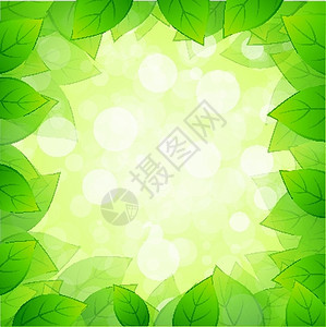 绿色树叶板图片