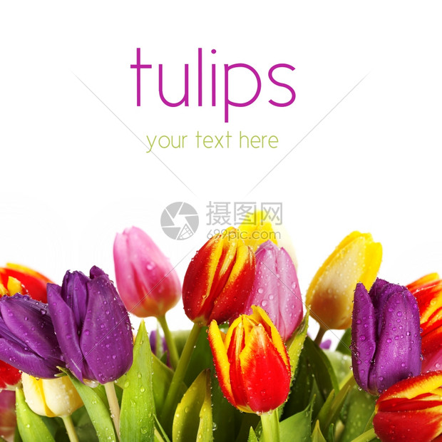 一群美丽的春花白色背景的多彩郁金香带样本文字图片