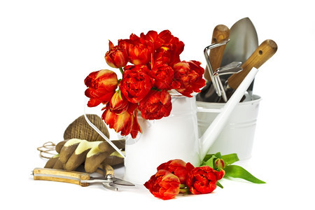 白色水罐和花园工具中的新鲜红色郁金香图片
