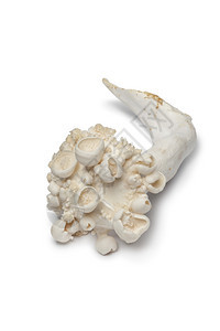 白色背景的变形Shimeji蘑菇图片