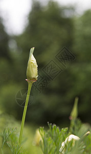 早晨野花芽背景有绿草地图片