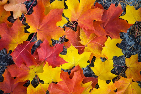 彩色秋叶地毯彩色秋叶背景背景