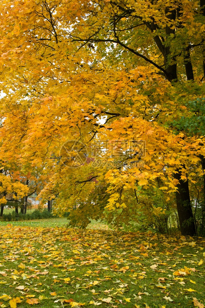 公园中多彩的秋树图片
