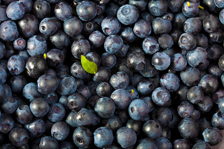 新鲜蓝莓背景新鲜蓝莓背景图片
