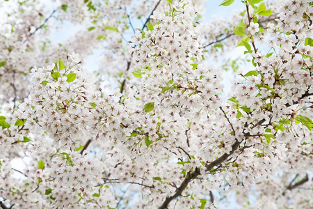 春天的白花图片