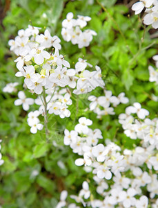 田里的白花图片