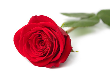 美丽的红玫瑰隔离图片