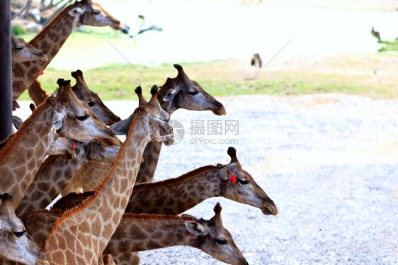 夏日在湖附近摆着长颈雀图片