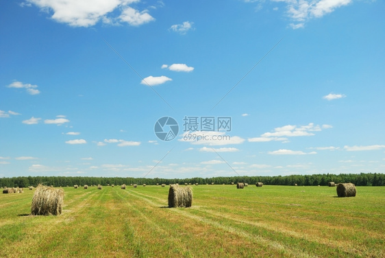 绿地有干草树绿地有干图片