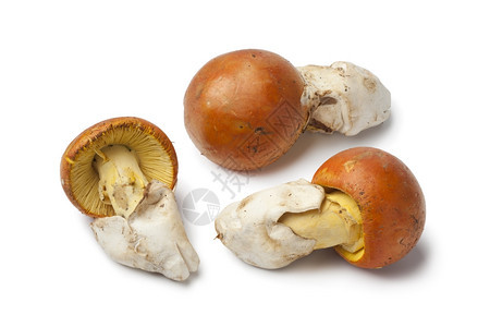 Caesars白色背景的蘑菇图片