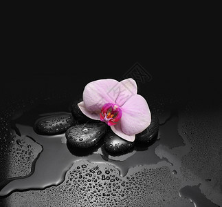 黑石和兰花加上水滴图片