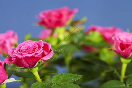 带粉红玫瑰的花背景图片