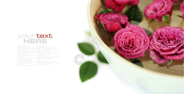 紧贴的粉色玫瑰在白和的碗里易移动样本文图片