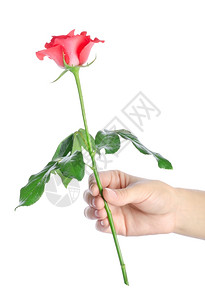 一只手拿着玫瑰一只手的玫瑰在白色背景上被孤立背景