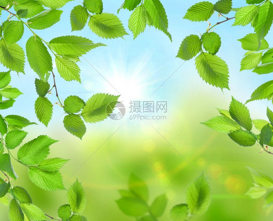 美丽的柔软绿色背景加上新鲜的叶子图片