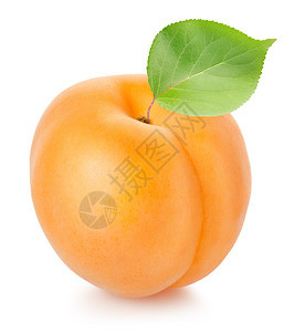 白背景与叶分离的杏子背景图片