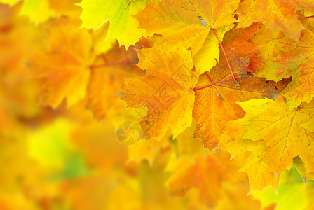 秋树叶背景图片