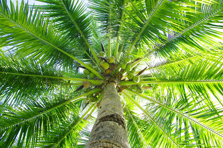 蓝天上的棕榈树图片